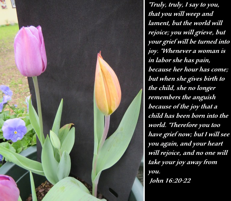 © Photo Artist Susan Ruth Robertson 090025006100 SX540HS 043 - Copy.JPG