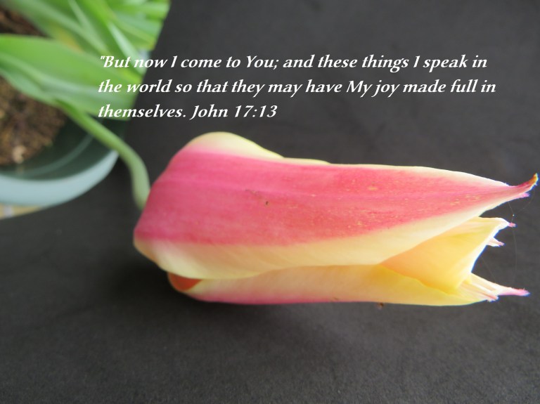 © Photo Artist Susan Ruth Robertson 090025006100 SX540HS 047 - Copy.JPG