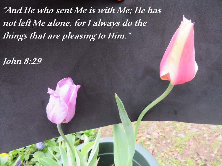 © Photo Artist Susan Ruth Robertson 090025006100 SX540HS 048 - Copy.JPG