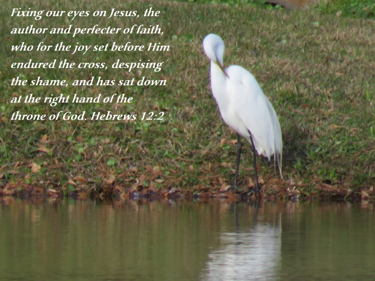 © Photo Artist Susan Ruth Robertson 090025006100 SX540HS 067 - Copy.JPG