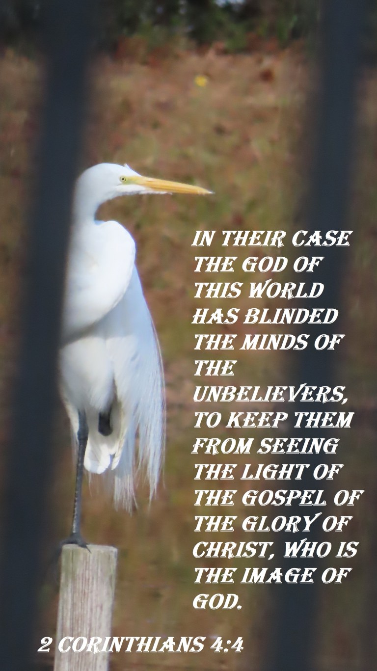 © Photo Artist Susan Ruth Robertson 090025006100 SX70HS 003 - Copy.JPG