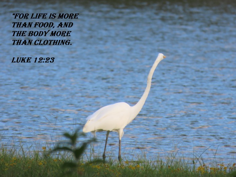 © Photo Artist Susan Ruth Robertson 090025006100 SX70HS 030 - Copy.JPG