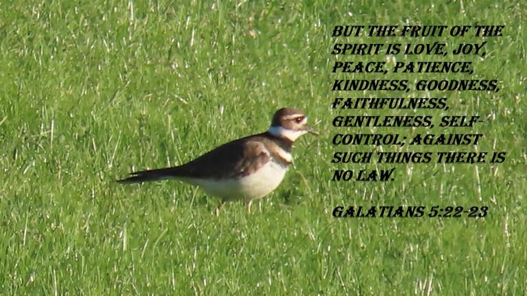 © Photo Artist Susan Ruth Robertson 090025006100 SX70HS 040 - Copy.JPG