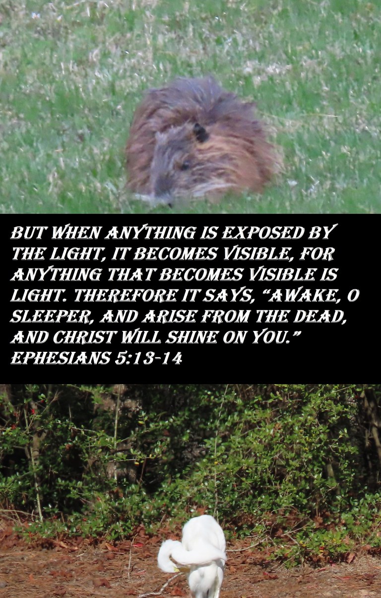 © Photo Artist Susan Ruth Robertson 090025006100 SX70HS 047 - Copy.JPG