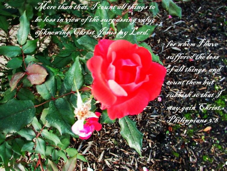 © Photo Artist Susan ruth Robertson 09002500100 023 - Copy.JPG