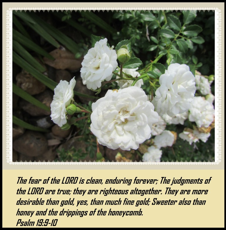 © Photo Artist Susan Ruth Robertson 090025006100 003 (22) - Copy