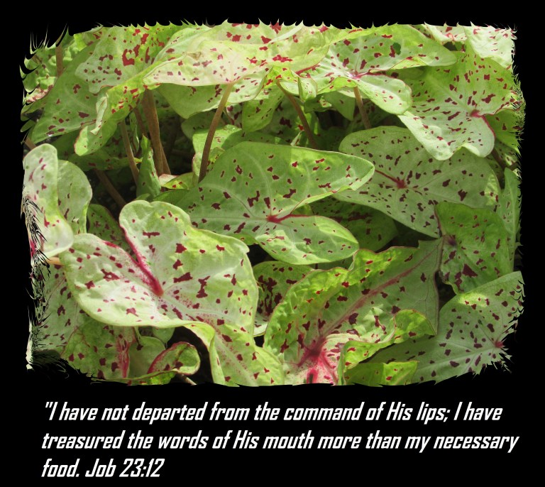 © Photo Artist Susan Ruth Robertson 090025006100 003 (25) - Copy