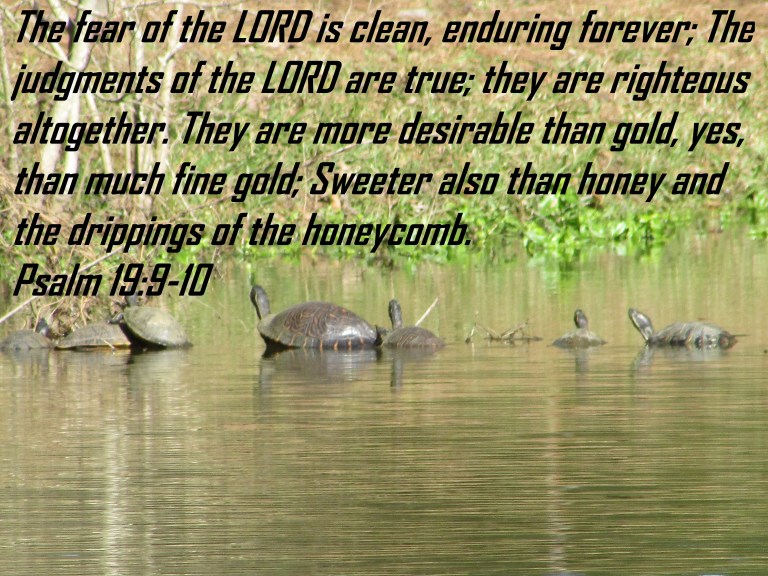 © Photo Artist Susan Ruth Robertson 090025006100 013 - Copy.JPG