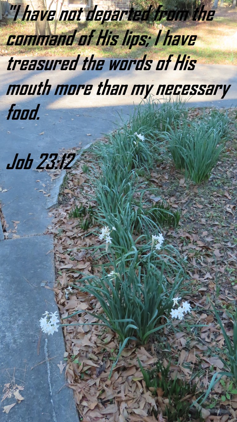 © Photo Artist Susan Ruth Robertson 090025006100 SX70HS 001 - Copy.JPG