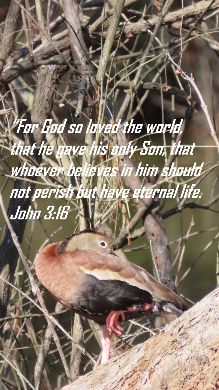 © Photo Artist Susan Ruth Robertson 090025006100 SX70HS 013 - Copy