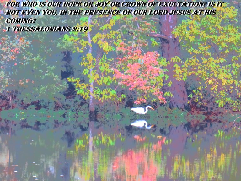 © Photo Artist Susan Ruth Robertson 090025006100 SX70HS 079 - Copy.JPG