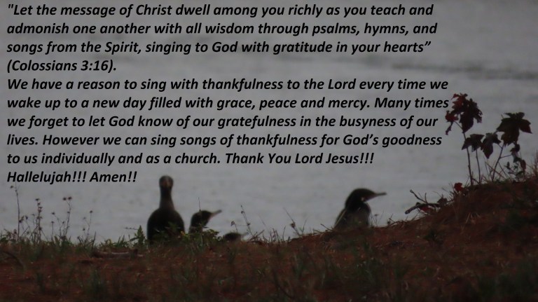 © Photo Artist Susan Ruth Robertson 090025006100 PowerShot SX70 HS 036 - Copy