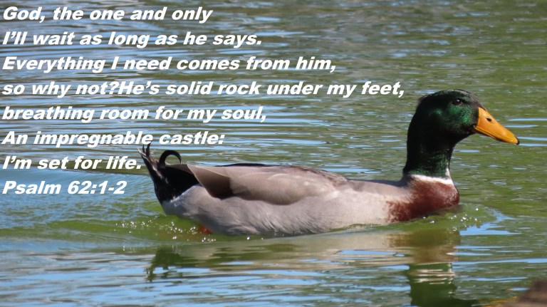 © Photo Artist Susan Ruth Robertson 090025006100 SX70HS 026 - Copy - Copy