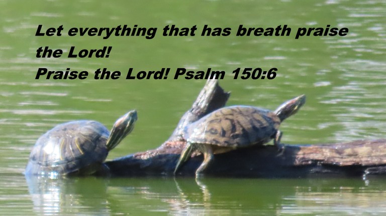 © Photo Artist Susan Ruth Robertson 090025006100 SX70HS 028