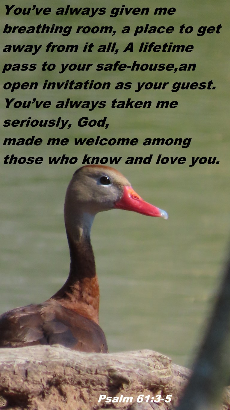 © Photo Artist Susan Ruth Robertson 090025006100 SX70HS 031 - Copy