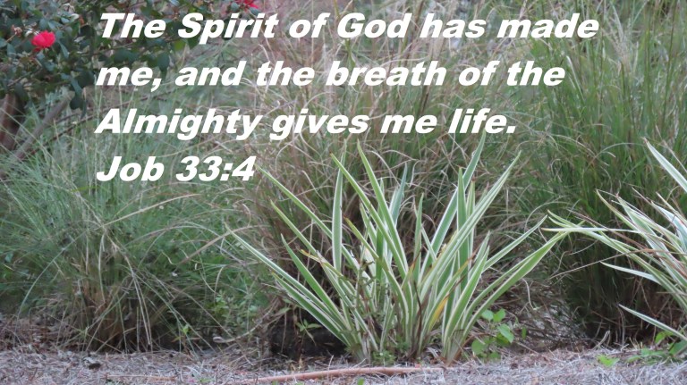 © Photo Artist Susan Ruth Robertson 090025006100 SX70HS 068 - Copy