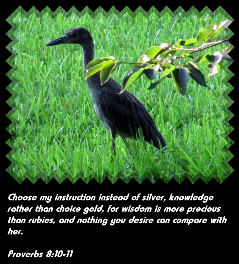 SX400 IS © Photo Artist Susan Ruth Robertson 090025006100 032 - Copy