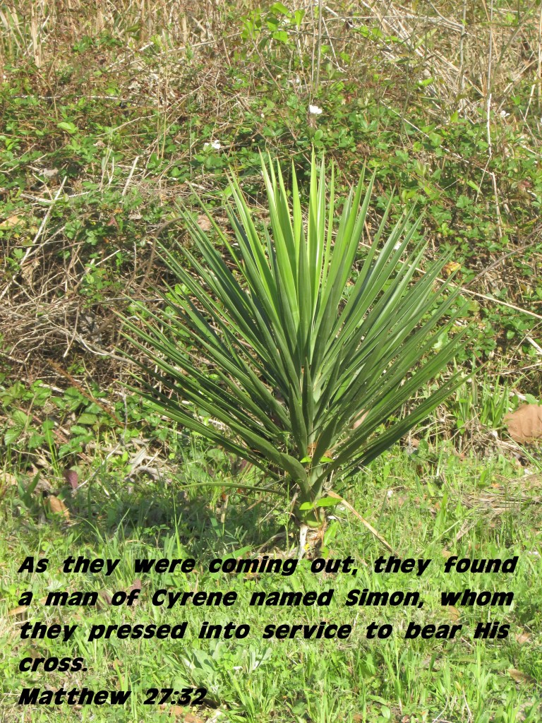 © Photo Artist Susan Ruth Robertson 090025006100 088 - Copy