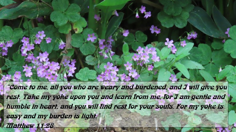 © Photo Artist Susan Ruth Robertson 090025006100 SX70HS 026 - Copy