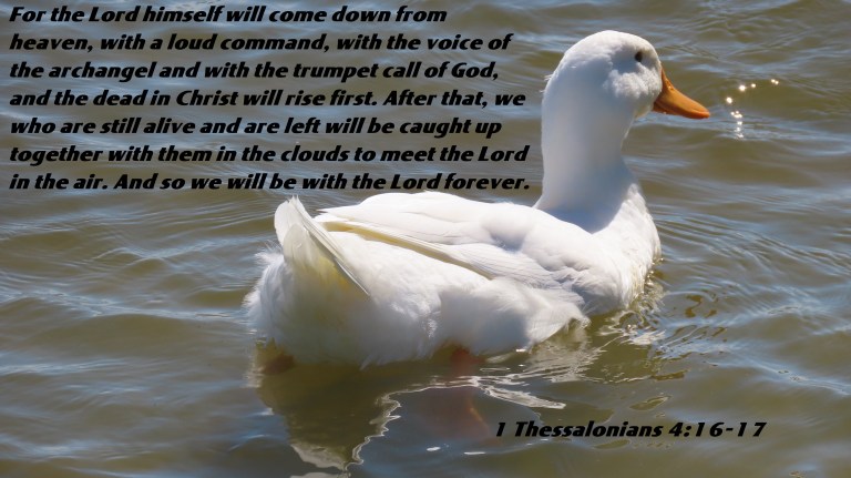 © Photo Artist Susan Ruth Robertson 090025006100 SX70HS 063 - Copy