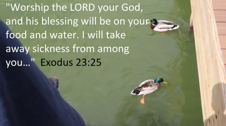 © Photo Artist Susan Ruth Robertson 090025006100 SX70HS 144 - Copy