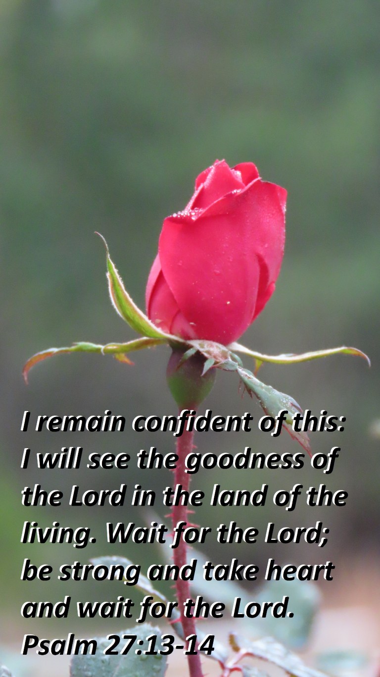 © Photo Artist Susan Ruth Robertson 090025006100 SX70HS 175 - Copy