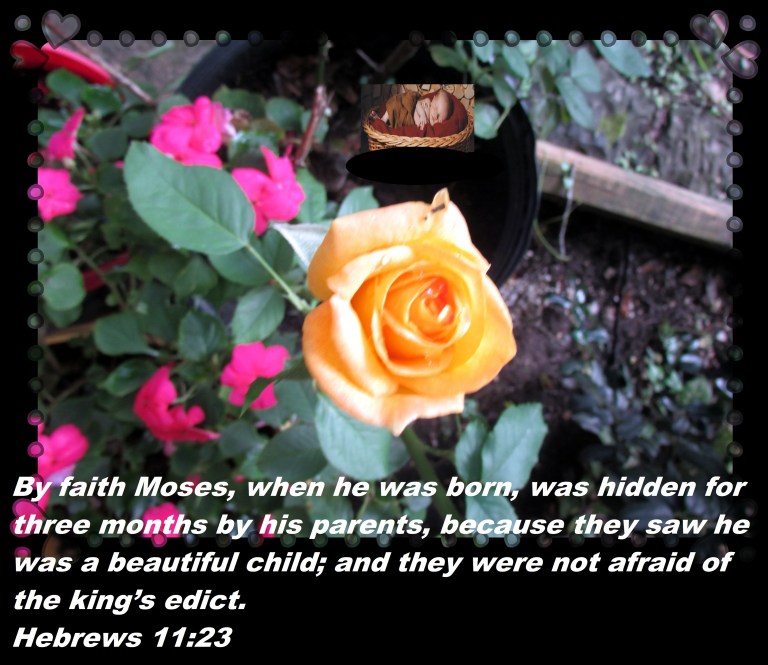 © Photo Artist Susan Ruth Robertson 090025006100 009 - Copy