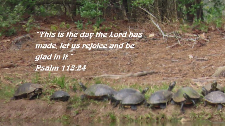 © Photo Artist Susan Ruth Robertson 090025006100 SX70HS 006 - Copy