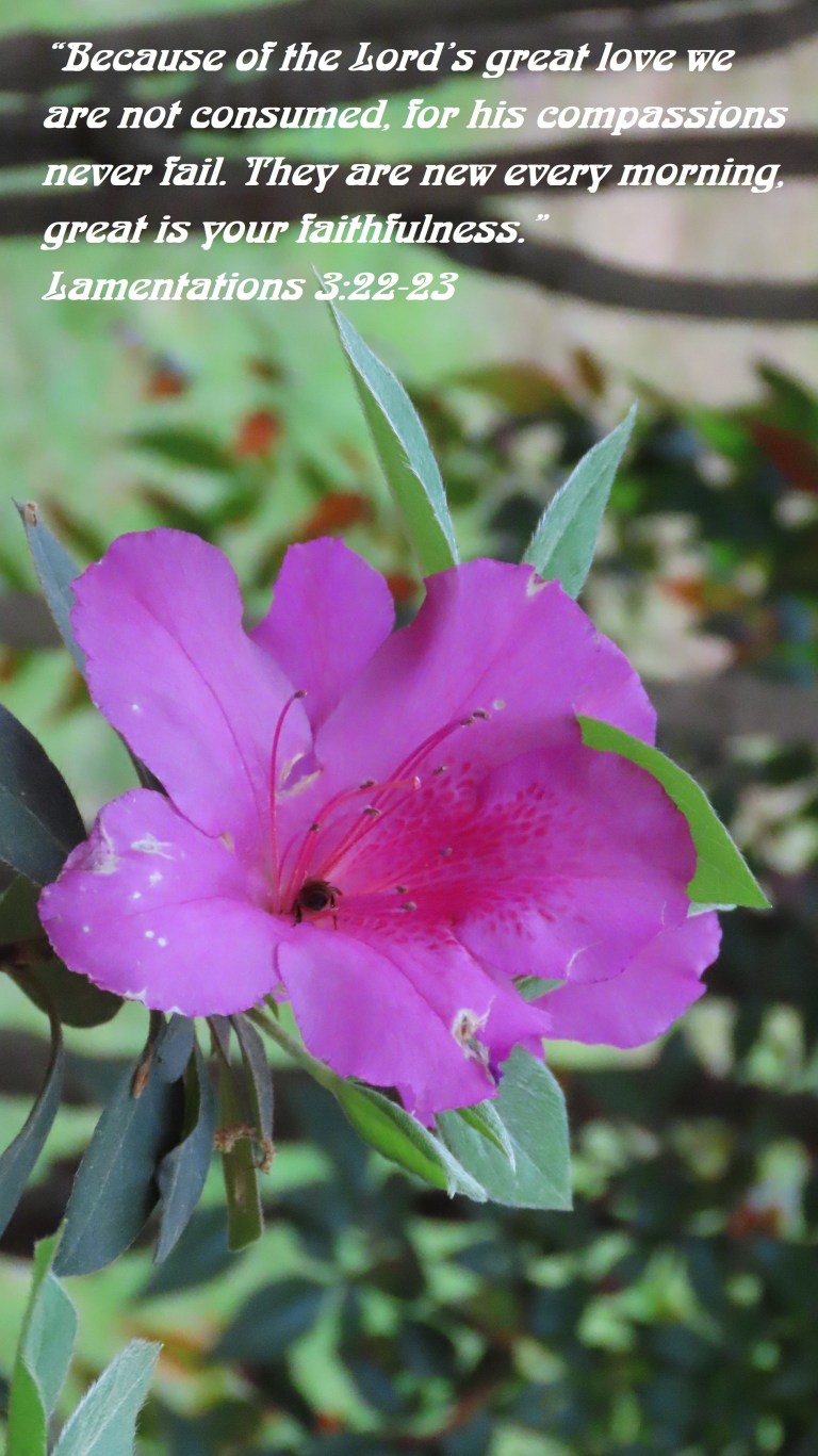 © Photo Artist Susan Ruth Robertson 090025006100 SX70HS 035 - Copy