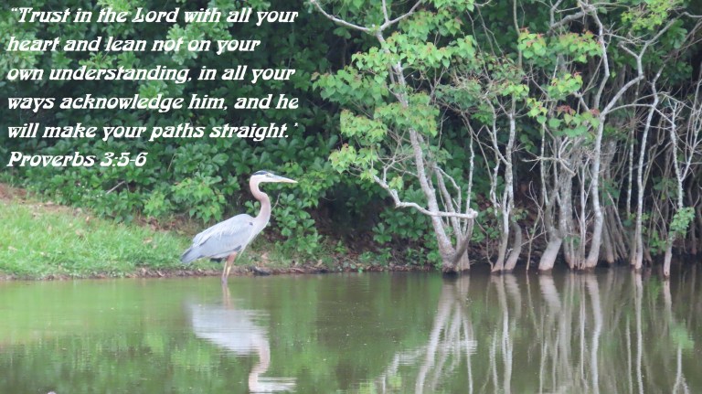 © Photo Artist Susan Ruth Robertson 090025006100 SX70HS 053 - Copy