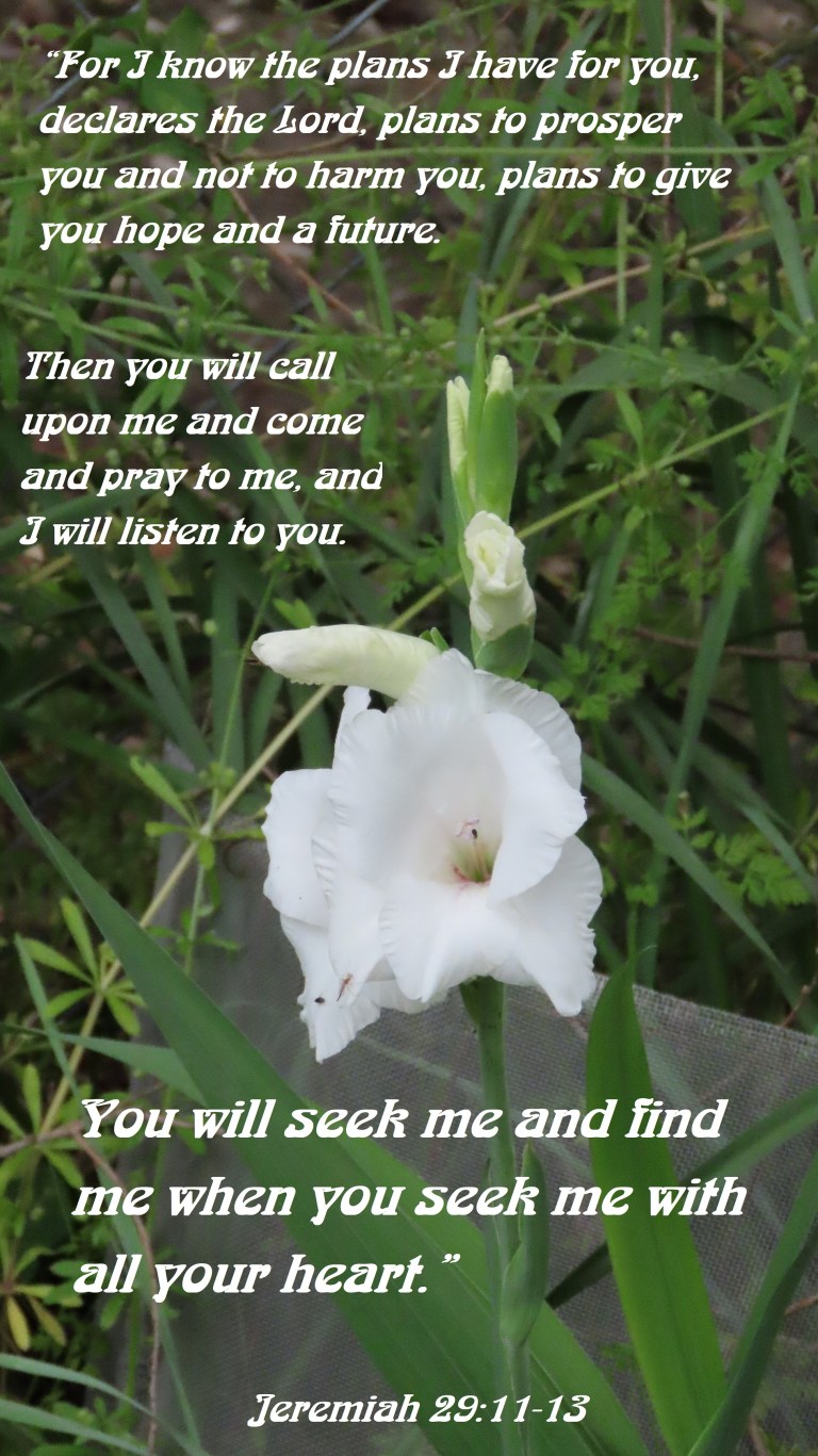 © Photo Artist Susan Ruth Robertson 090025006100 SX70HS 081 - Copy