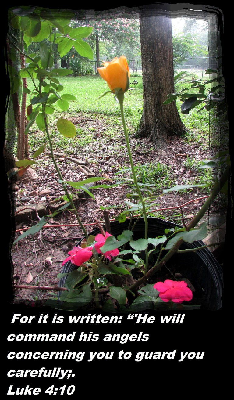 © Photo Artist Susan Ruth Robertson 090025006100 003 - Copy