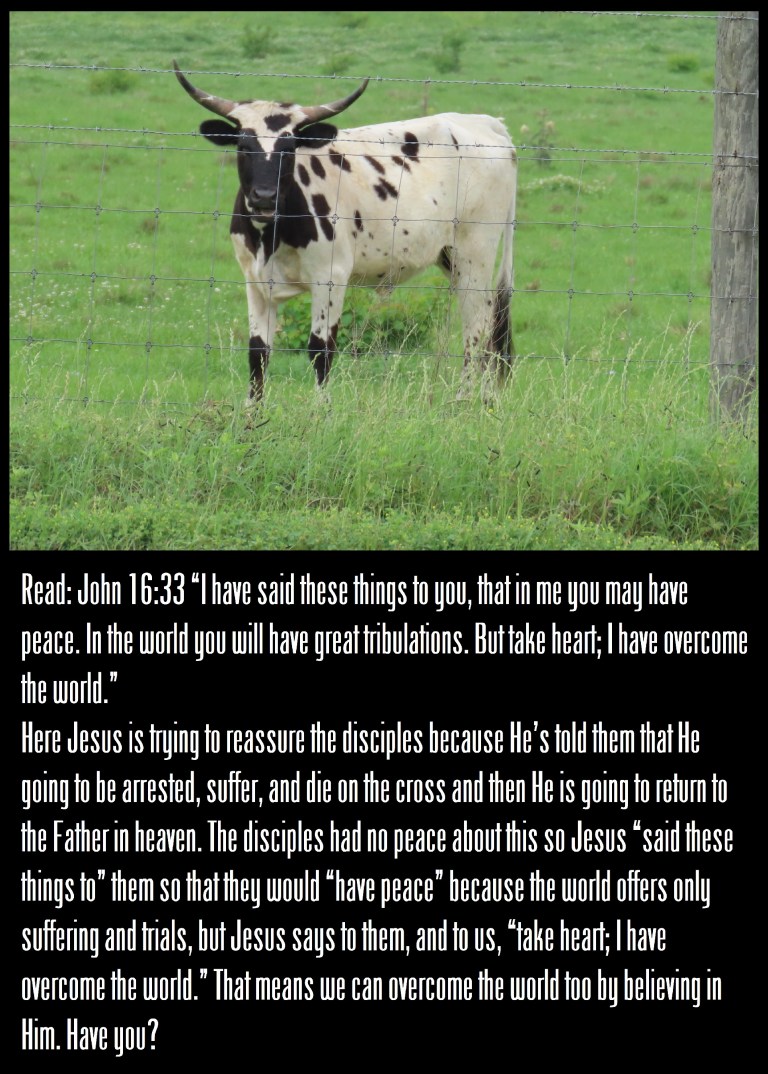 © Photo Artist Susan Ruth Robertson 090025006100 PowerShot SX70 HS 044