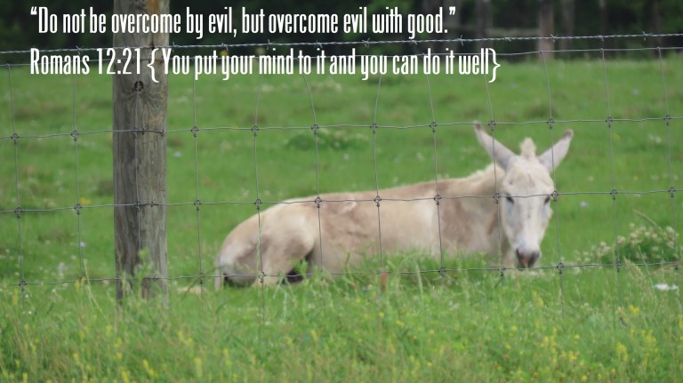 © Photo Artist Susan Ruth Robertson 090025006100 PowerShot SX70 HS 053