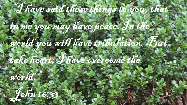 © Photo Artist Susan Ruth Robertson 090025006100 SX70HS 004 - Copy