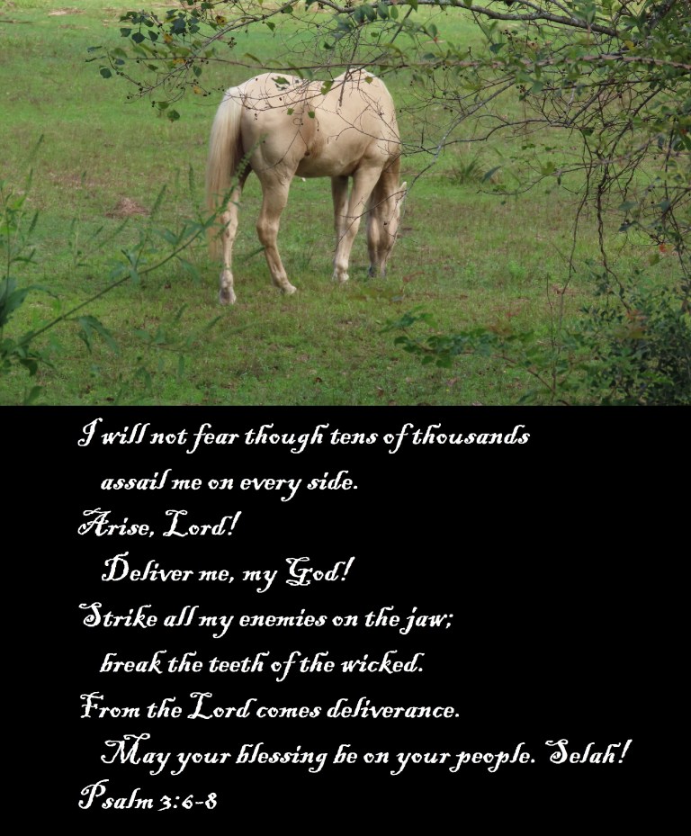 © Photo Artist Susan Ruth Robertson 090025006100 SX70HS 009 - Copy