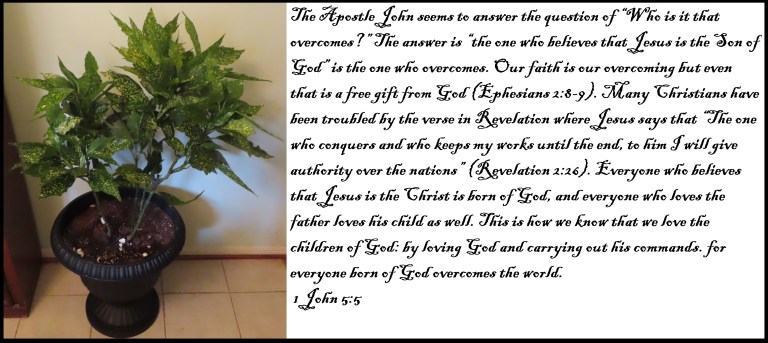 © Photo Artist Susan Ruth Robertson 090025006100 SX70HS 017 - Copy