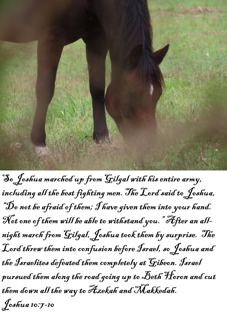 © Photo Artist Susan Ruth Robertson 090025006100 SX70HS 018 - Copy