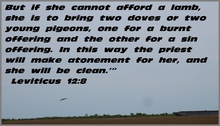 © Photo Artist Susan Ruth Robertson 090025006100 SX70HS 056