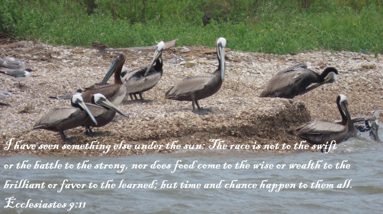 © Photo Artist Susan Ruth Robertson 090025006100 SX70HS 067 - Copy