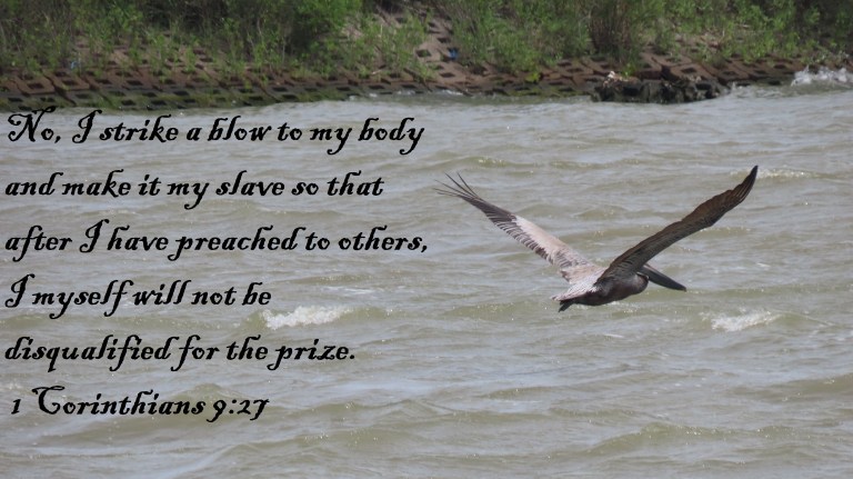 © Photo Artist Susan Ruth Robertson 090025006100 SX70HS 097 - Copy