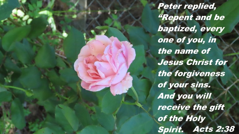 © Photo Artist Susan Ruth Robertson 090025006100SX70HS 018 - Copy