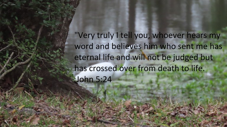 © Photo Artist Susan Ruth Robertson 090025006100 PowerShot SX70 HS 011 - Copy