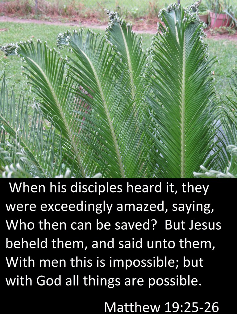 © Photo Artist Susan Ruth Robertson 090025006100 PowerShot SX70 HS 014 - Copy