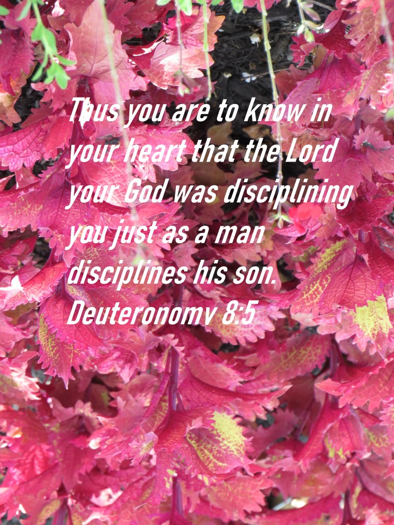 © Photo Artist Susan Ruth Robertson 090025006100 173 - Copy