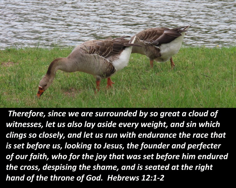 © Photo Artist Susan Ruth Robertson 090025006100 PowerShot SX70 HS 013 - Copy