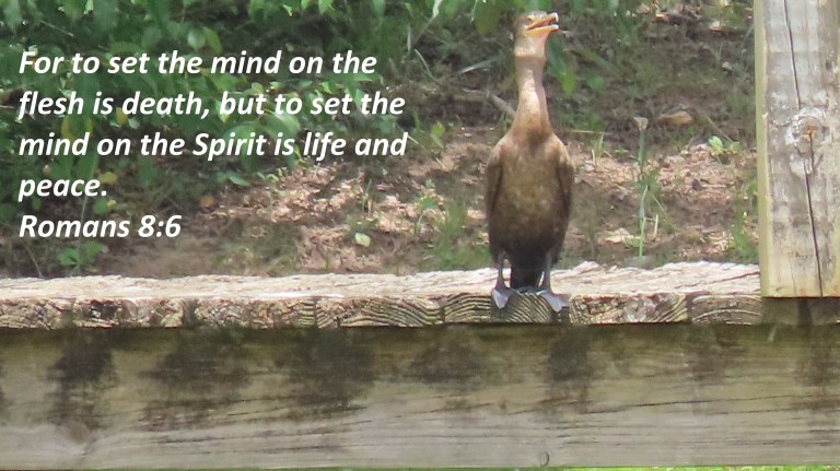 © Photo Artist Susan Ruth Robertson 090025006100 PowerShot SX70 HS 032 - Copy