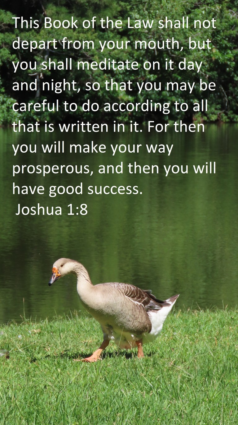 © Photo Artist Susan Ruth Robertson 090025006100 PowerShot SX70 HS 036 - Copy