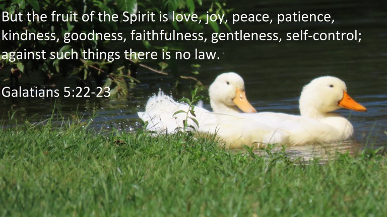 © Photo Artist Susan Ruth Robertson 090025006100 PowerShot SX70 HS 046 - Copy