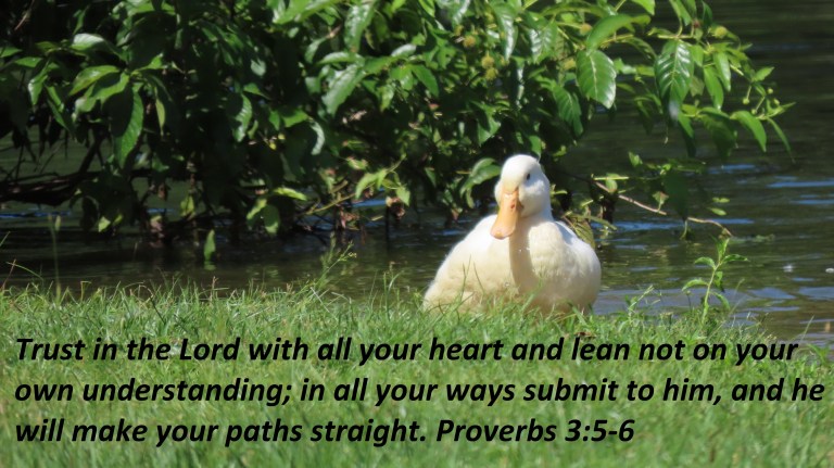 © Photo Artist Susan Ruth Robertson 090025006100 PowerShot SX70 HS 049